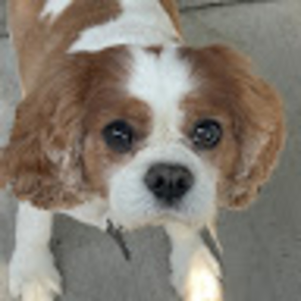 Meet your Posher, Alexander